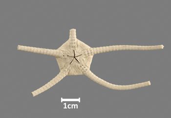 Media type: image;   Invertebrate Zoology OPH-437 Aspect: ventral